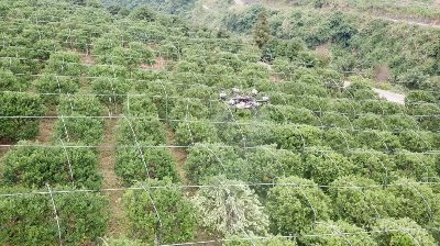 常鋒天馬無人機按壟飛行果樹植保作業(yè)